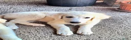 Pastore Abbruzzese Maremmano cani in vendita: Cuccioli di pastore maremmano - Annuncio 29