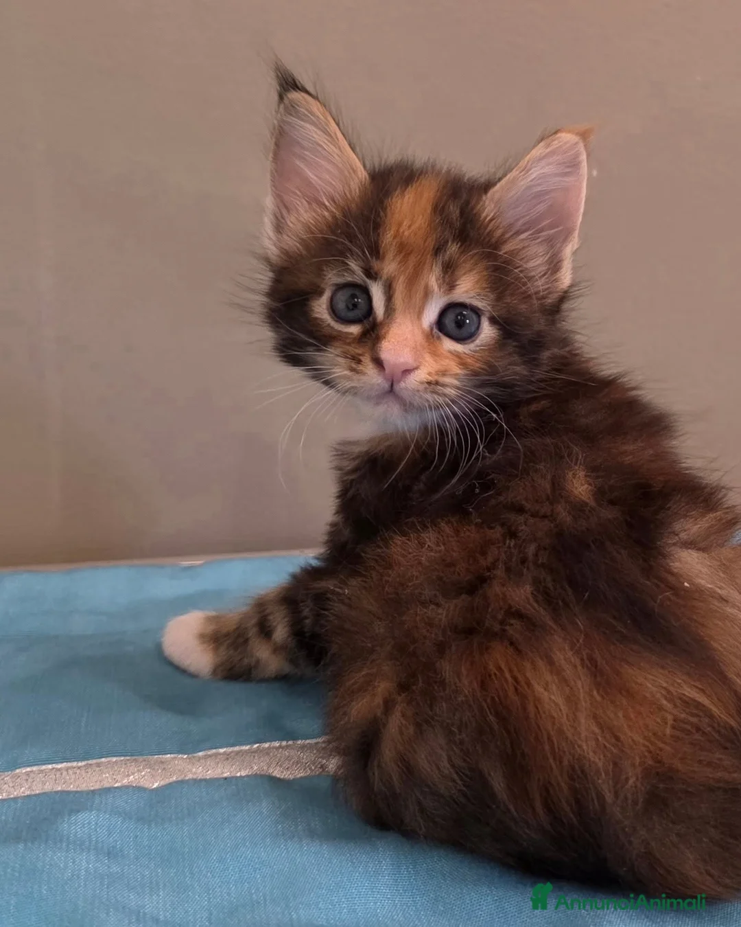 Maine Coon gatti in vendita: Litter F Dolci Fusa - Annuncio 2