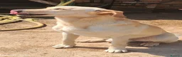 Meticcio cani in regalo: 2 anni circa, simil Labrador, 18 kg. dolce, buono - Annuncio 3