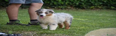 Australian Shepherd 6