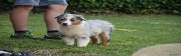 Australian Shepherd cani in vendita: Cucciolo Australian sheperd - Pastore Australiano - Annuncio 5