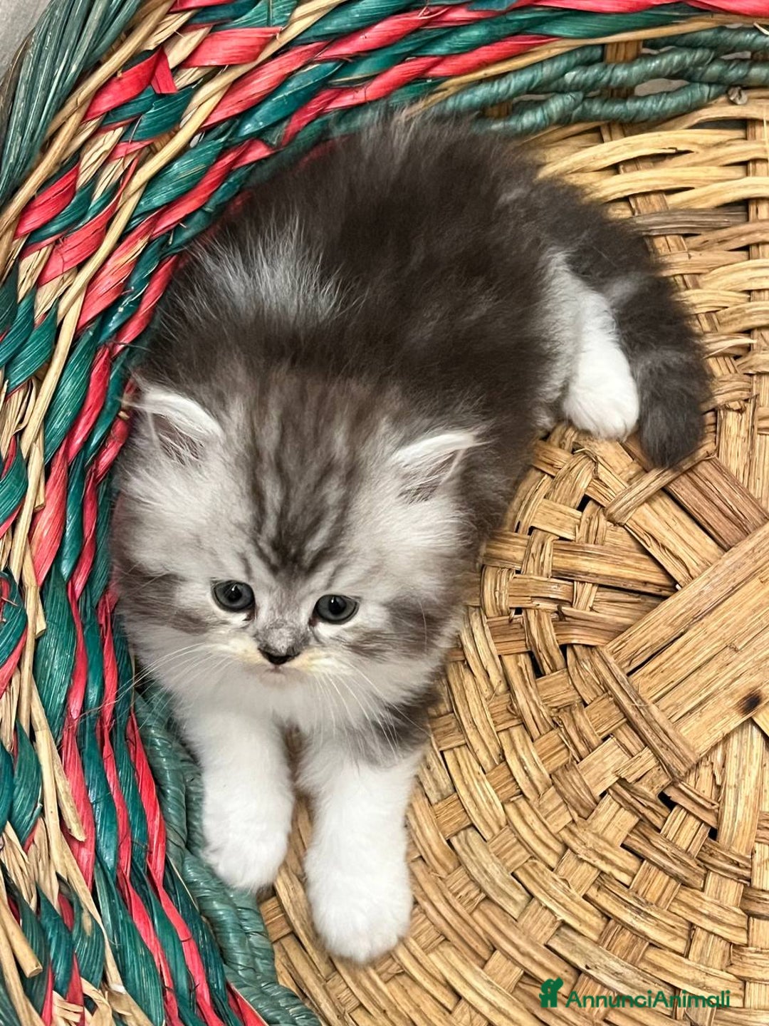 Persiano gatti in vendita: Gattini persiano bicolore a Città metropolitana di Messina - Immagine 14