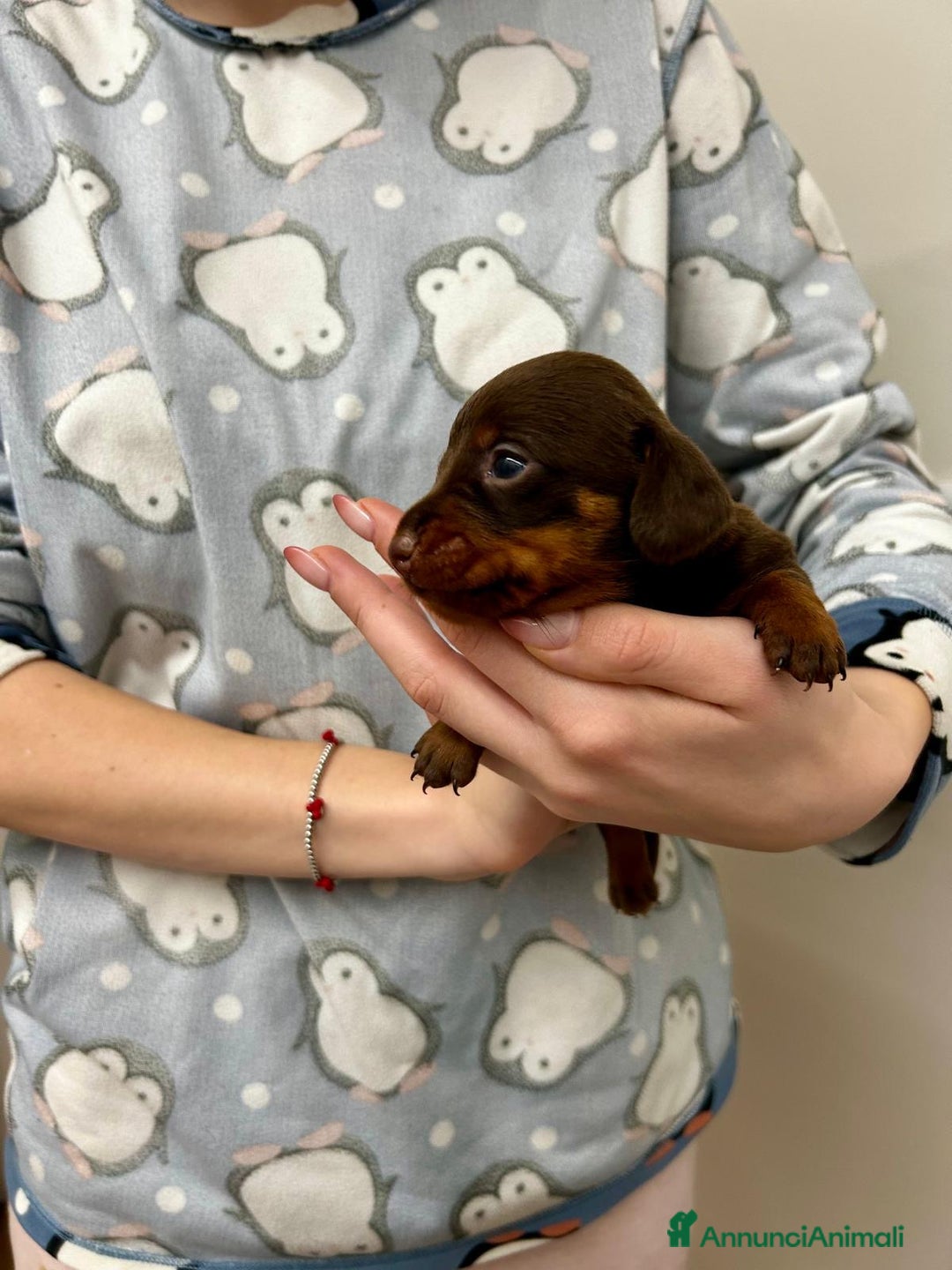 Bassotto cani in vendita: BASSOTTINI - Annuncio 3