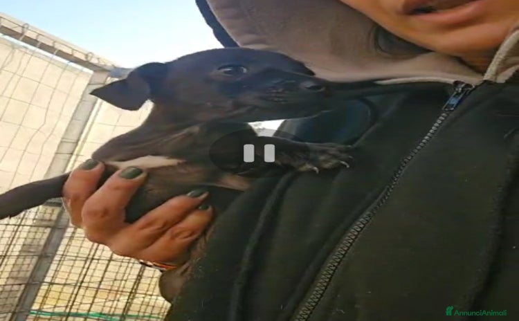 Meticcio cani Lavanda: 2 mesi taglia piccola  - Annuncio 2