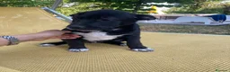 Meticcio cani in regalo: Regalo cucciolo cane nero  a Provincia di Modena - Annuncio 7