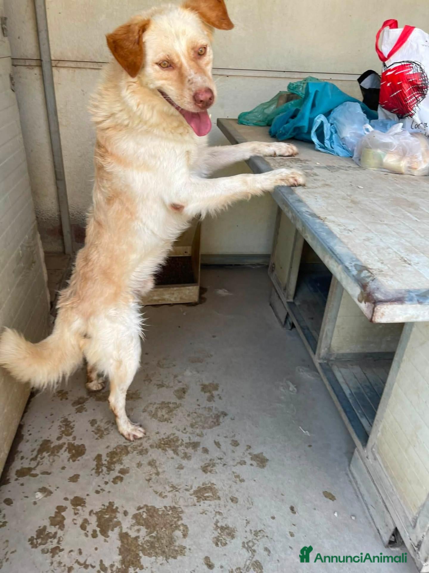 Meticcio cani Shady, taglia media!  - Annuncio 36