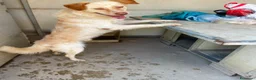 Meticcio cani in regalo: Shady, taglia media!  - Annuncio 1