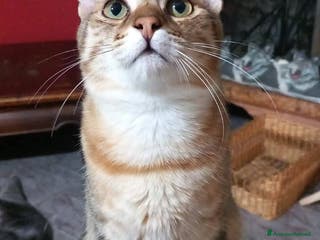 Europeo gatti Dolcissimo micino da adottare, STITCH ! - Annuncio 15