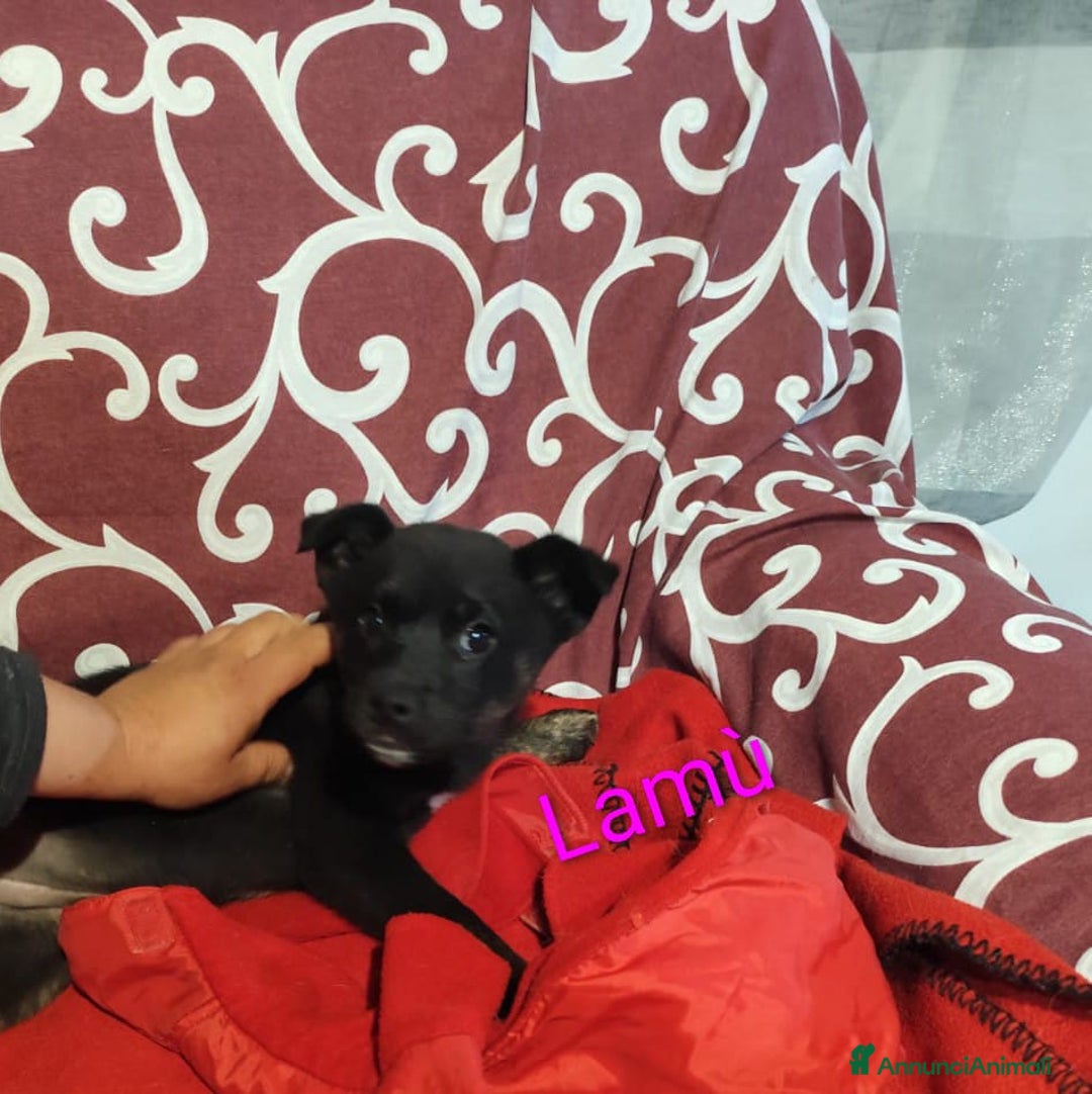 Meticcio cani in regalo: GEORGI CANDY LAMÙ spettacolari cucciole di 3 mesi  - Annuncio 9