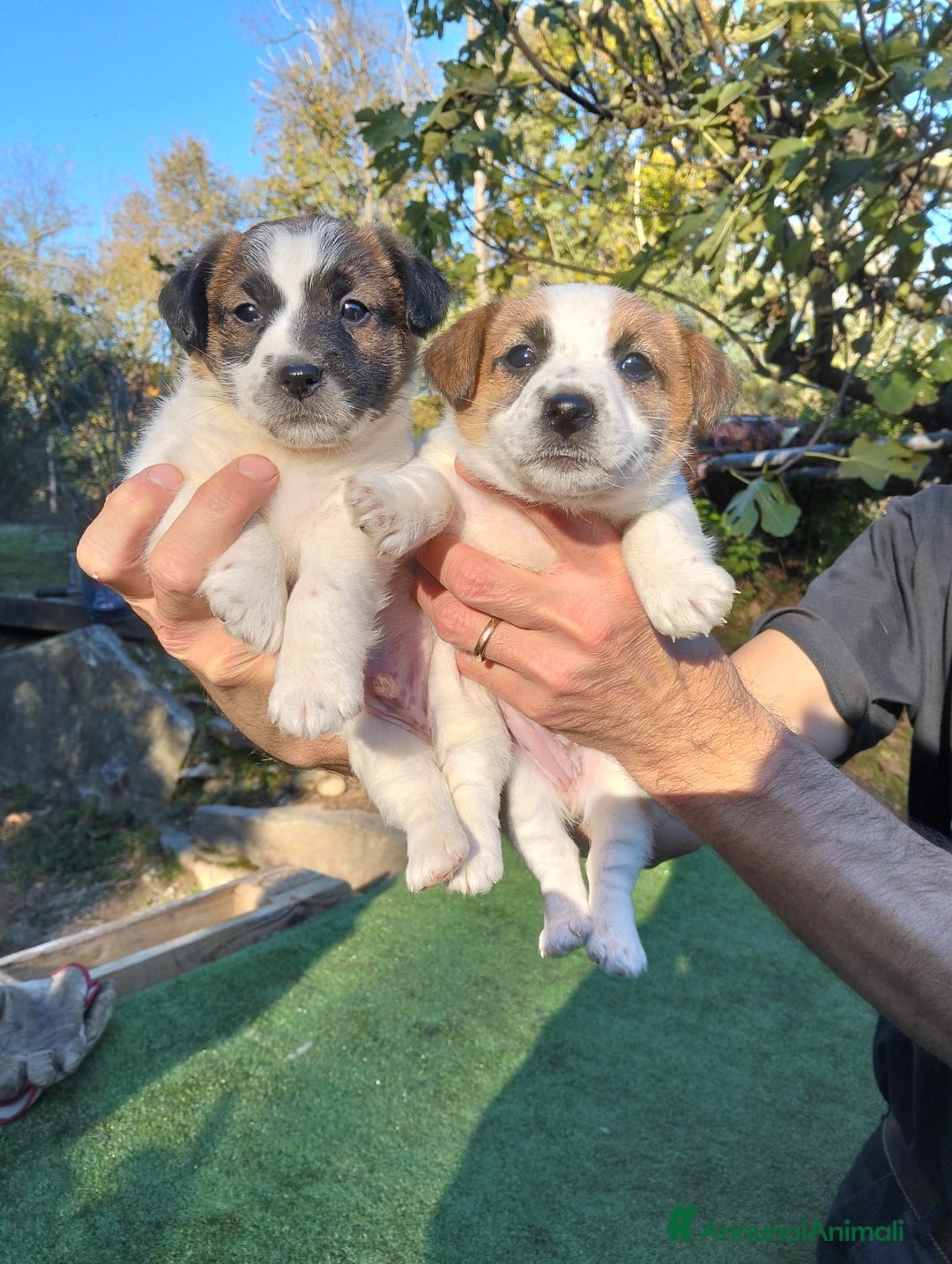 Jack Russell cani in vendita: Cuccioli jack russel  - Annuncio 5