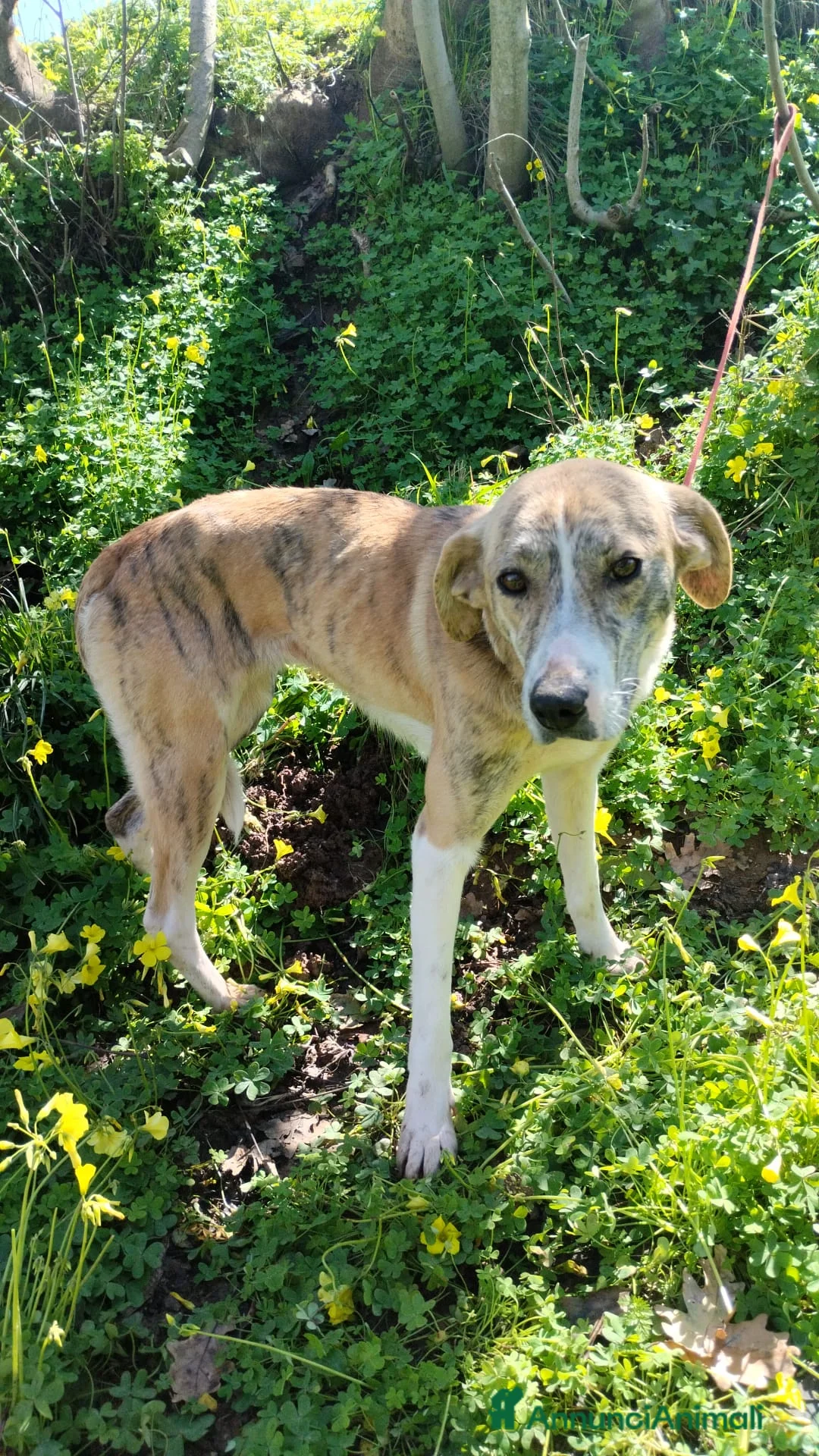 Meticcio cani in regalo: UNA FAMIGLIA PER TERRY - Annuncio 1