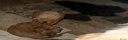 Barboncino cani in vendita: Barboncini maschietti a Provincia di Salerno - Annuncio 3