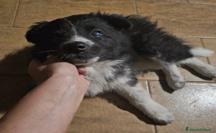 Meticcio cani a Provincia di Varese - Annuncio 1