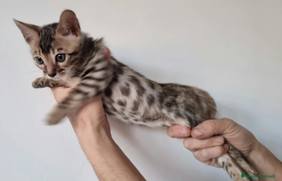 Bengala gatti in vendita: Gattina Bengala con Pedigree  - Annuncio 4