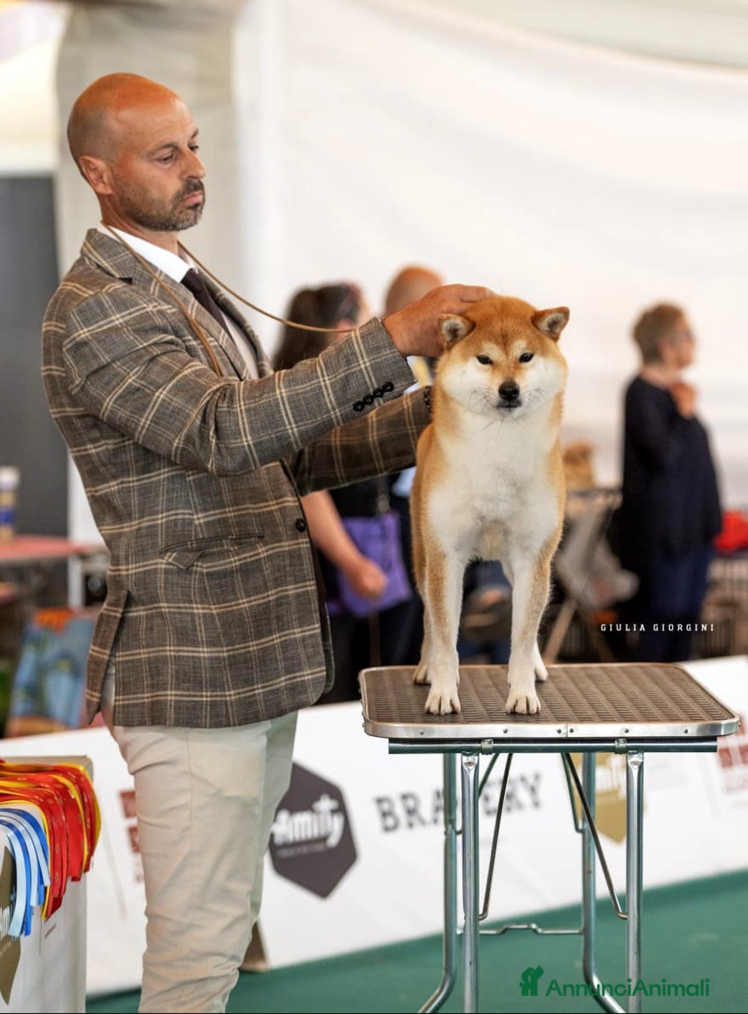 Shiba Inu cani in vendita: SHIBA INU CUCCIOLI  - Annuncio 16