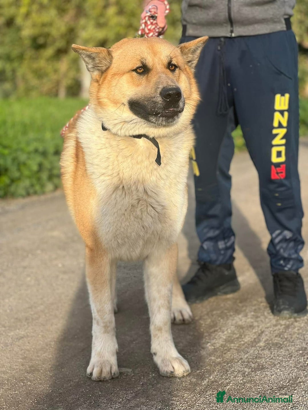 Meticcio cani in regalo: Yoshi adora la presenza degli umani a Città Metropolitana di Milano - Annuncio 8