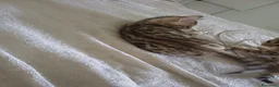 Bengala gatti in vendita: Gatto del Bengala  - Annuncio 10