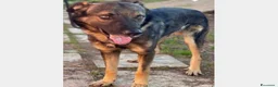 Meticcio cani in regalo: SE HAI DECISO DI CONDIVIDERE LA TUA VITA  a Roma - Annuncio 6