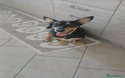 Segugio cani in regalo: Regalo cucciolo  - Immagine 5