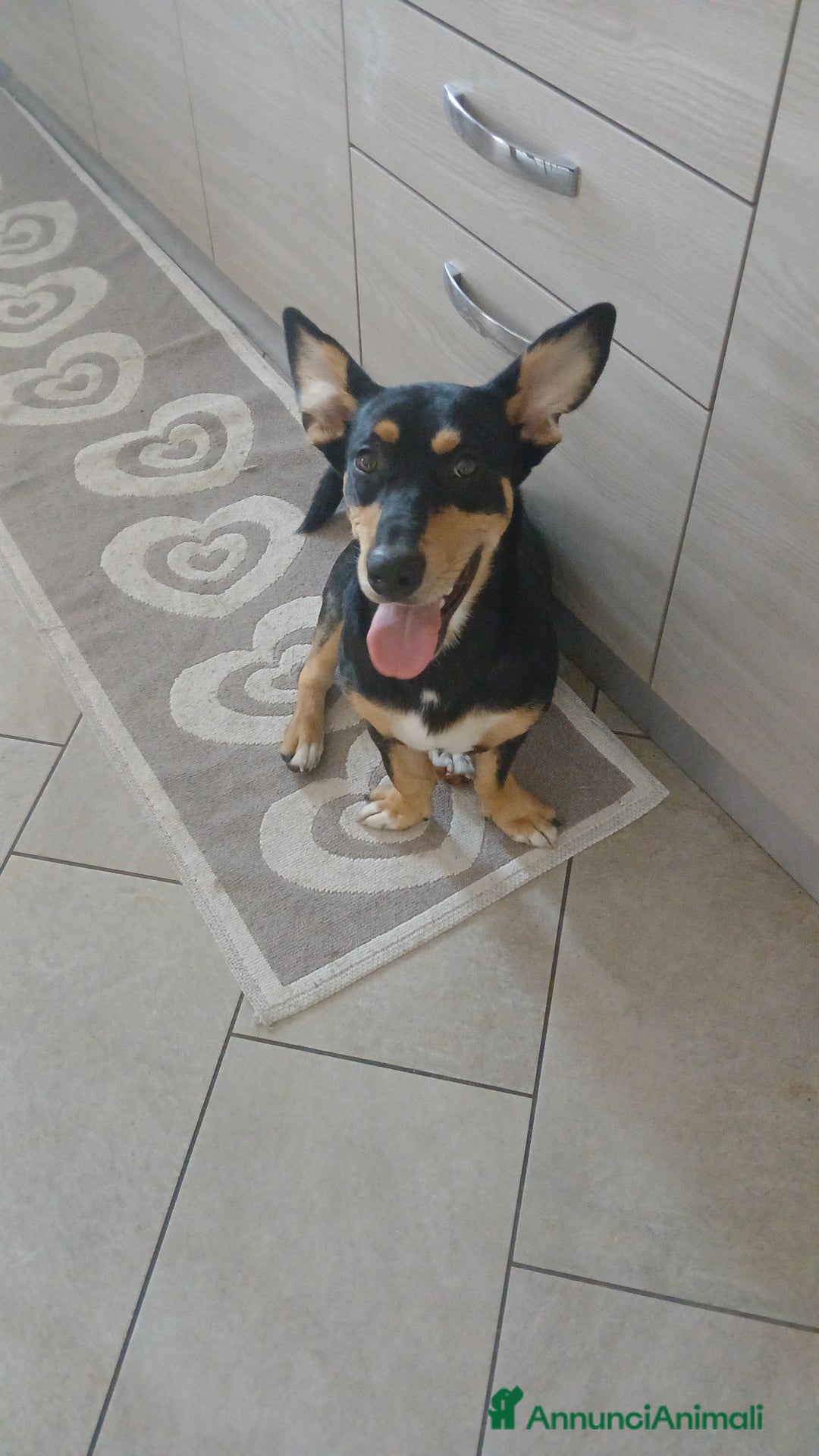 Segugio cani in regalo: Regalo cucciolo  - Immagine 5