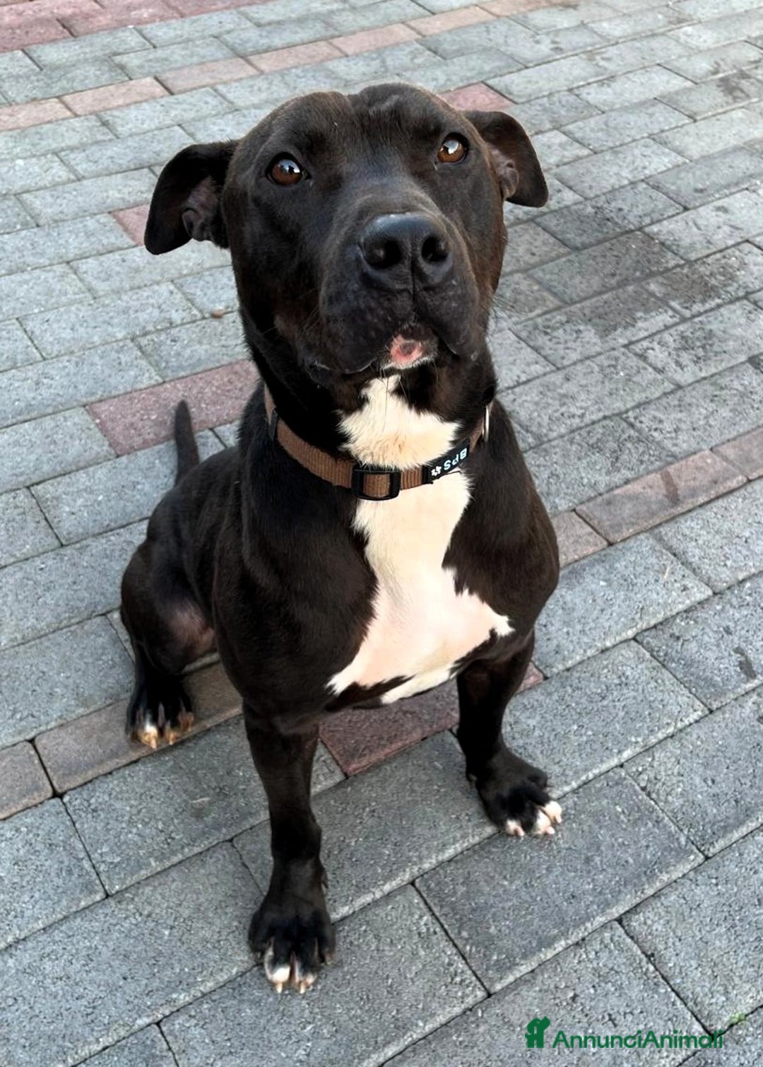 Meticcio cani in regalo: MAX GIOVANE PIT - Annuncio 6