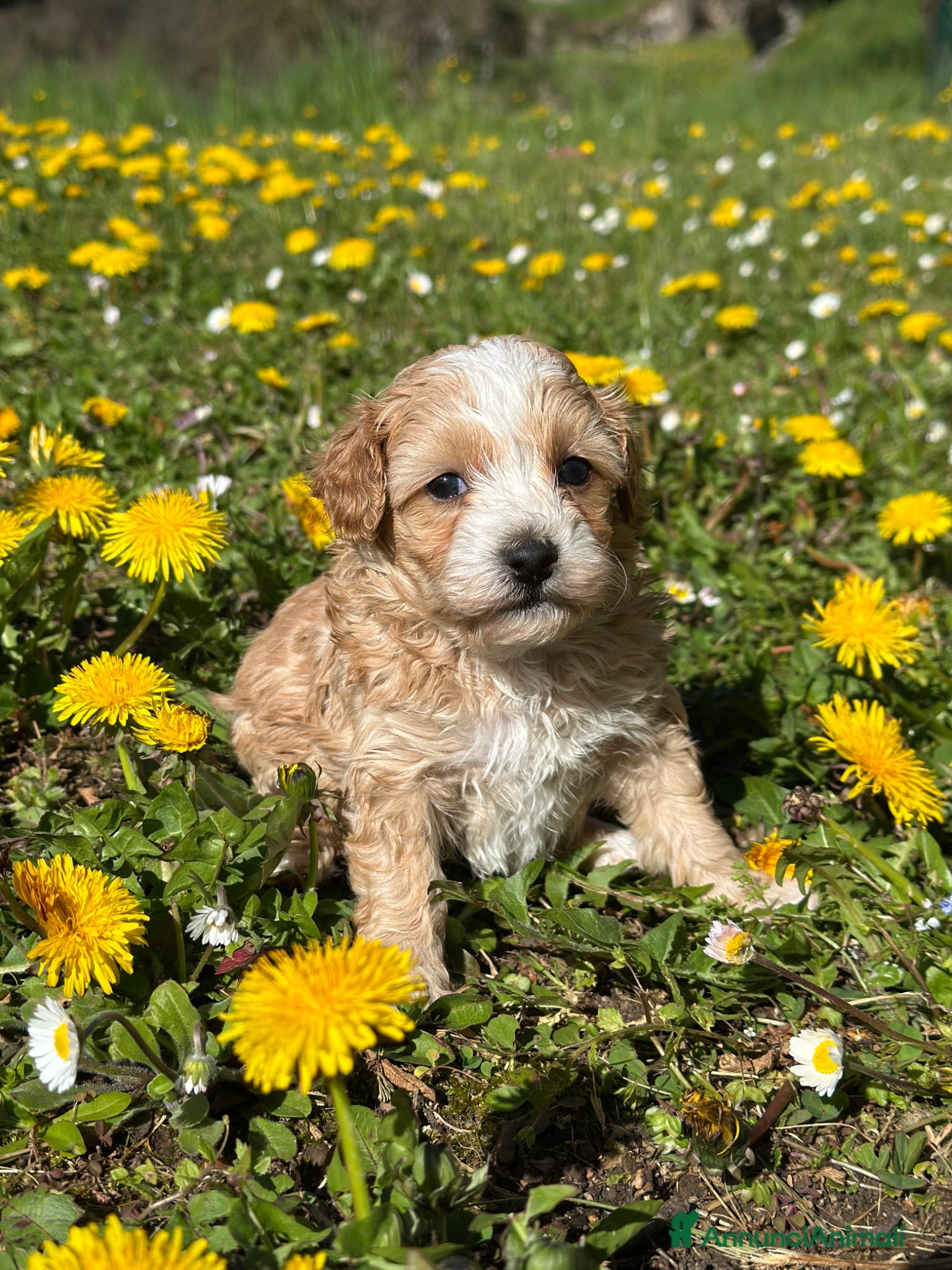 Maltipoo cani Cucciola di Maltipoo - Annuncio 1