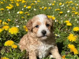 Maltipoo cani Cucciola di Maltipoo - Annuncio 1