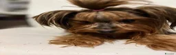 Yorkshire cani in vendita: Yorkshire Terrier  a Libero consorzio comunale di Agrigento - Annuncio 12