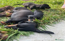 Bassotto cani in vendita: Bassotti Kaninchen con pedigree Enci a Provincia di Cuneo - Immagine 2
