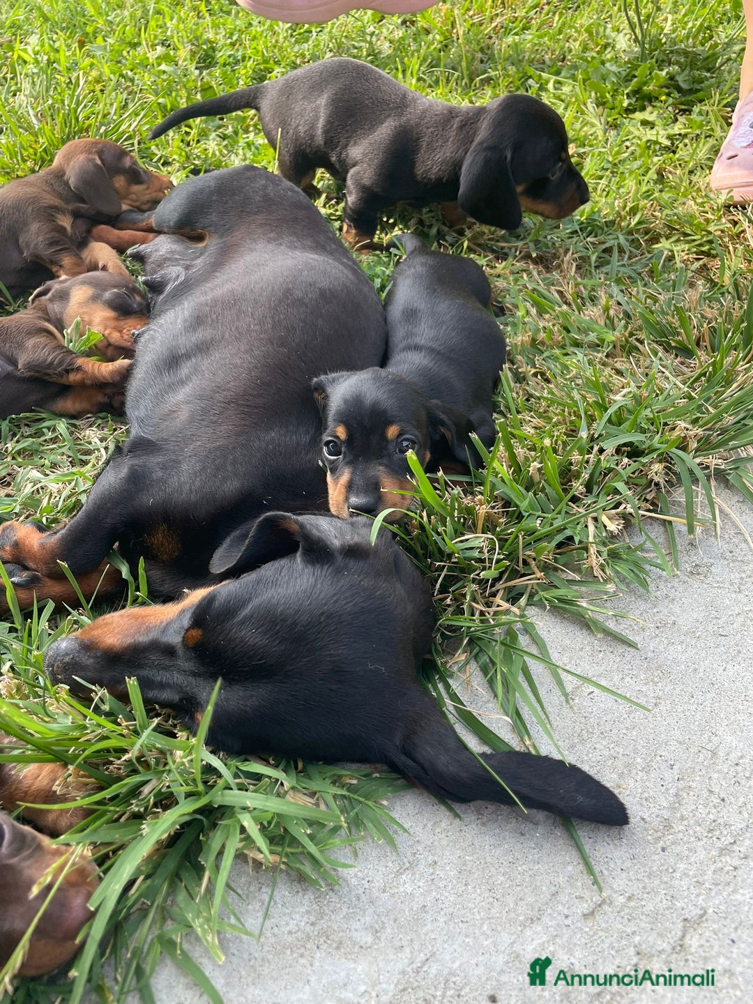 Bassotto cani in vendita: Bassotti Kaninchen con pedigree Enci a Provincia di Cuneo - Immagine 2
