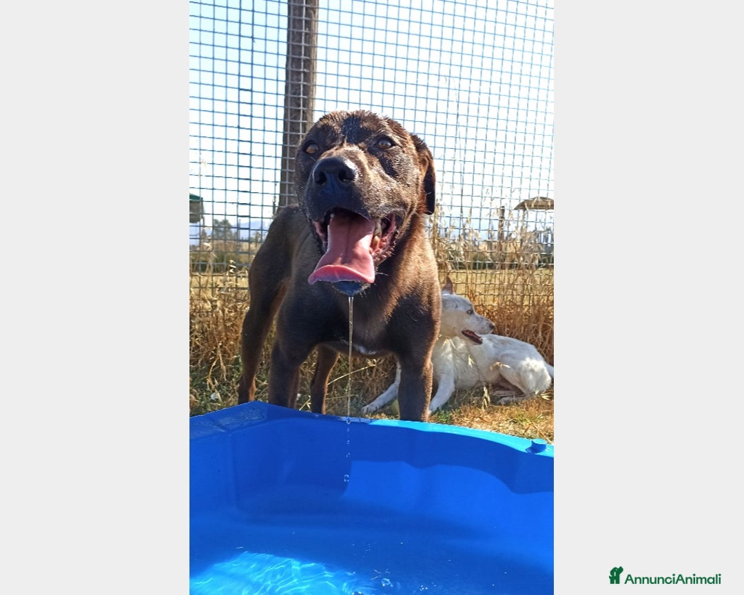 Meticcio cani in regalo: Fuego, Cane molossino Maschio color cioccolato a Latina - Annuncio 8