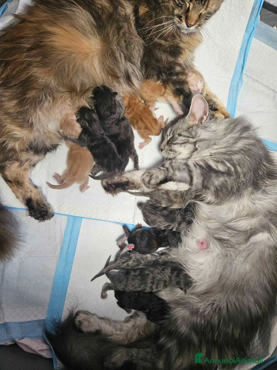 Maine Coon gatti in vendita: Cuccioli maine coon - Annuncio 1