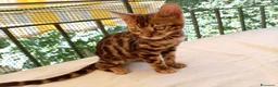 Bengala gatti in vendita: Cuccioli di gatto del Bengala  - Annuncio 4