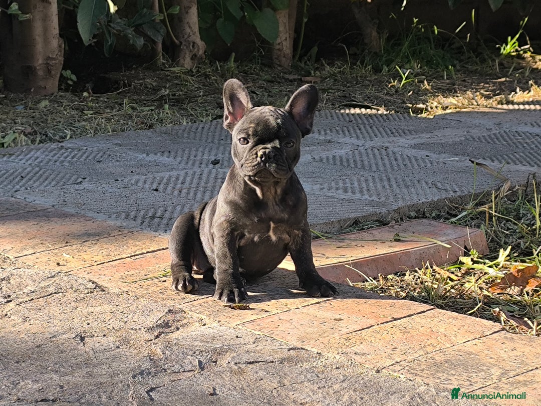 Bulldog Francese cani in vendita: Bulldog francese cuccioli enci a Provincia di Salerno - Annuncio 35