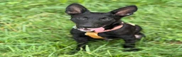 Meticcio cani in regalo: ENRICO, lupacchiotto dal carattere d'oro! TG MEDIA - Annuncio 5
