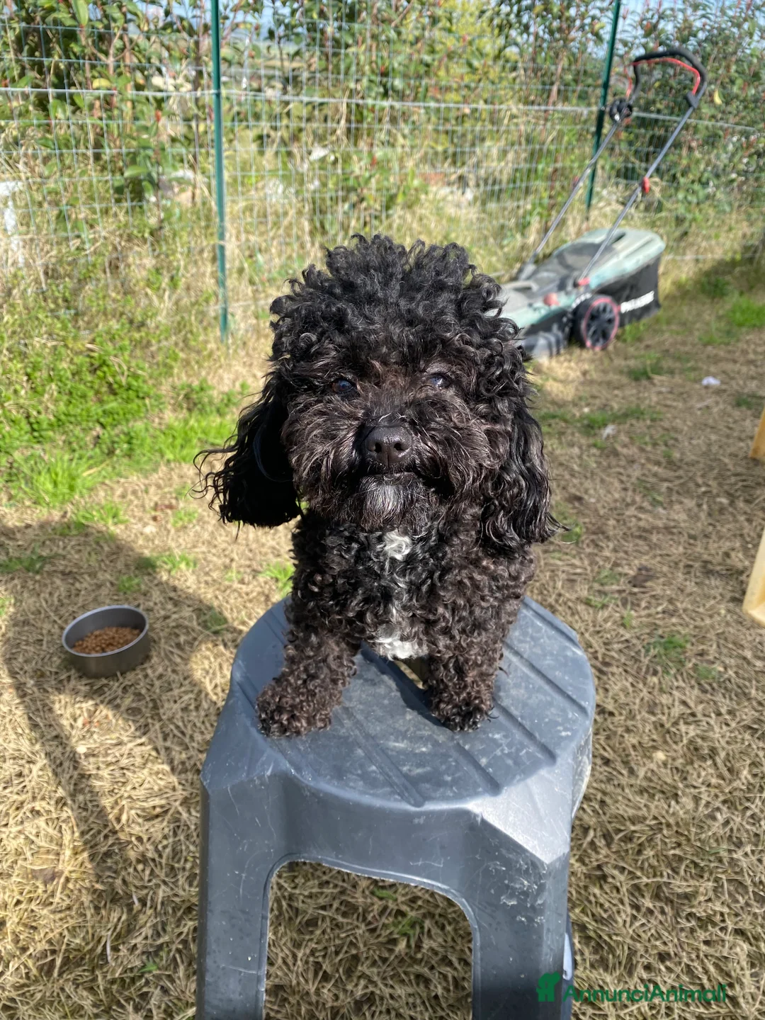 Barboncino Toy cani per accoppiamento: Barboncino Toy  - Annuncio 12