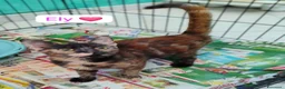 Meticcio gatti in regalo: Gattini adorabili in cerca di casa  a Città metropolitana di Milano - Annuncio 1