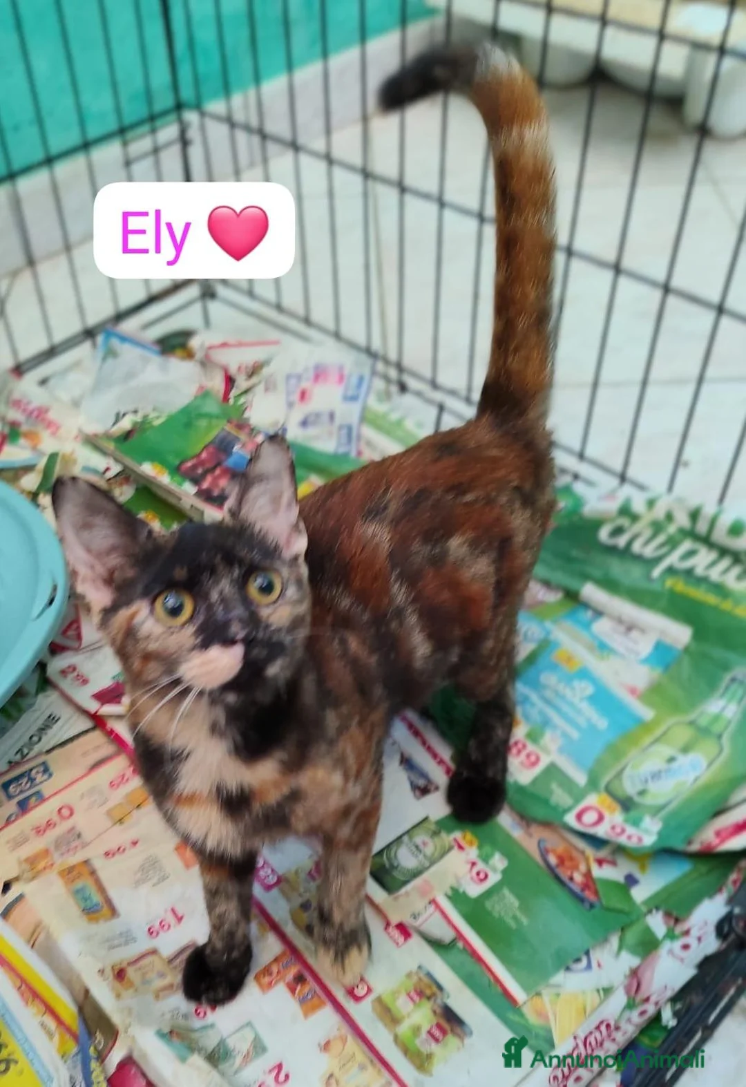 Meticcio gatti in regalo: Gattini adorabili in cerca di casa  a Città metropolitana di Milano - Annuncio 1