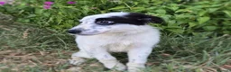 Meticcio cani in regalo: ROMOLO 💙 SEMBRA UN PIRATA, E CERCA IL SUO TESORO a Provincia di Modena - Annuncio 2