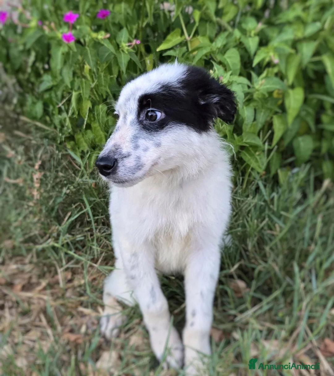Meticcio cani in regalo: ROMOLO 💙 SEMBRA UN PIRATA, E CERCA IL SUO TESORO a Provincia di Modena - Annuncio 2