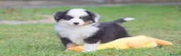 Miniature American Shepherd cani in vendita: MINIATURE AMERICAN SHEPHERD - Annuncio 14