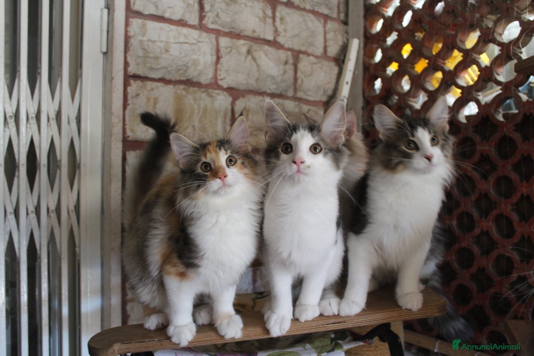 Norvegese gatti in vendita: Cuccioli Norvegesi delle Foreste - Annuncio 6
