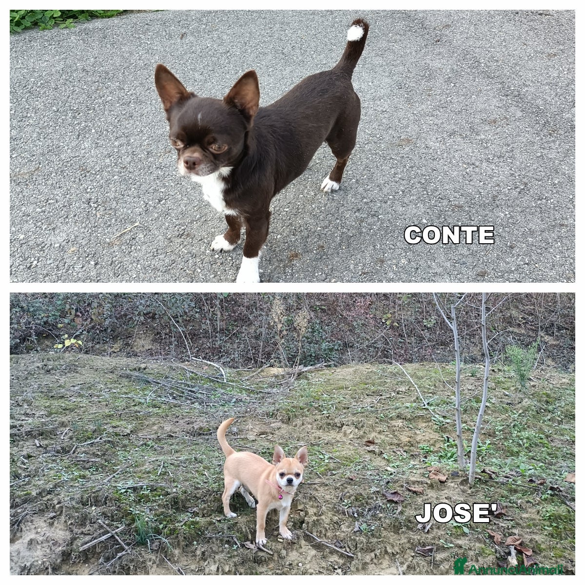 Chihuahua cani Chihuahua mashi con Pedigree  - Annuncio 1