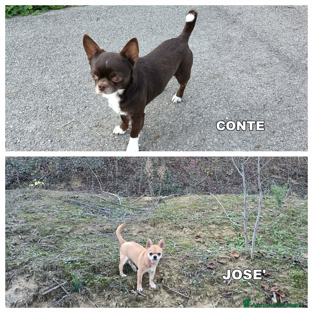 Chihuahua cani per accoppiamento: Chihuahua mashi con Pedigree  - Annuncio 1