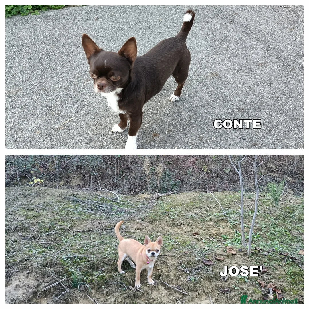 Chihuahua cani per accoppiamento: Chihuahua mashi con Pedigree  - Annuncio 1