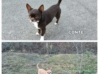 Chihuahua cani Chihuahua mashi con Pedigree - Annuncio 16