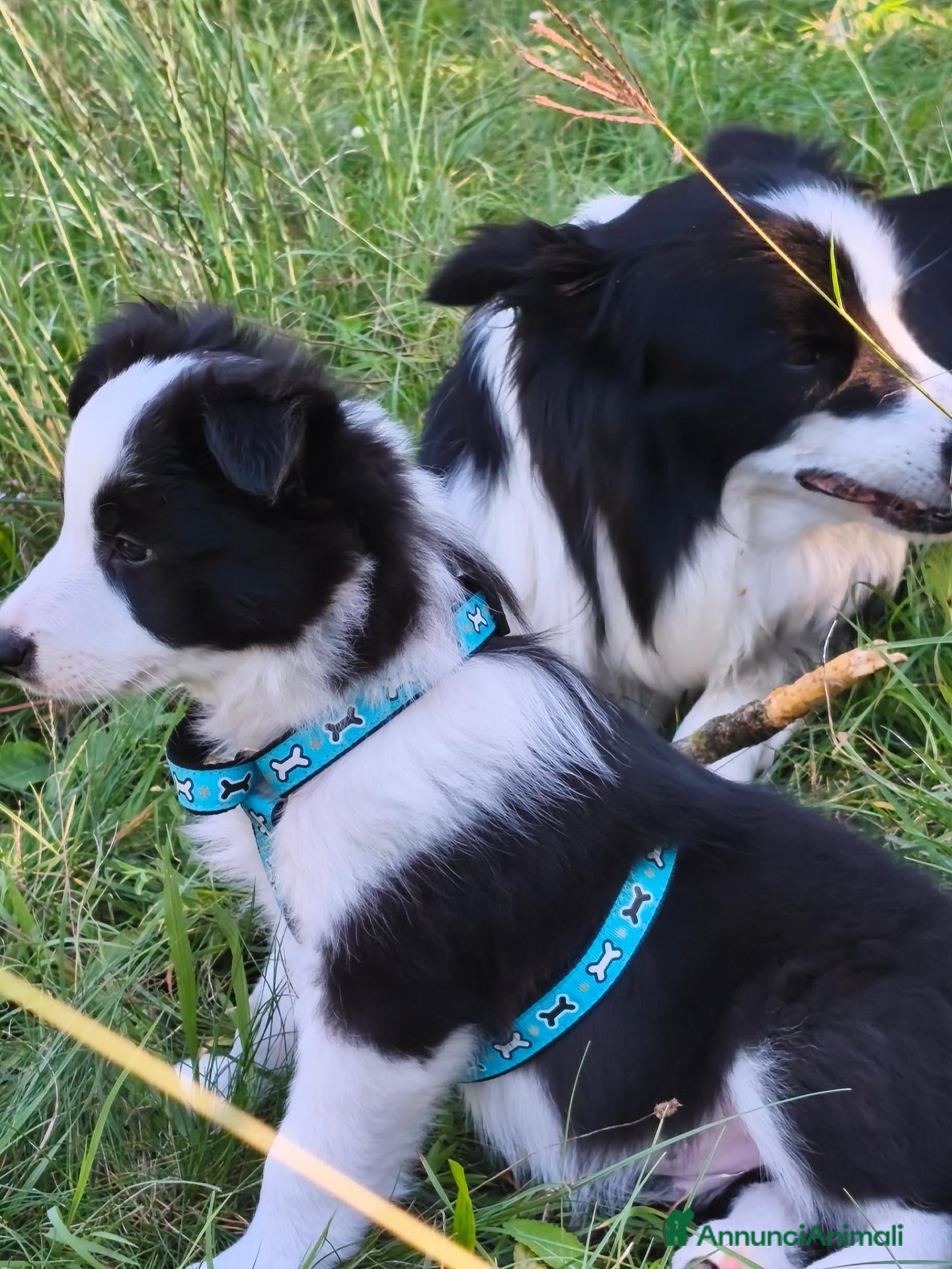 Border Collie cani Border Colli con pedigree vendiamo - Annuncio 9