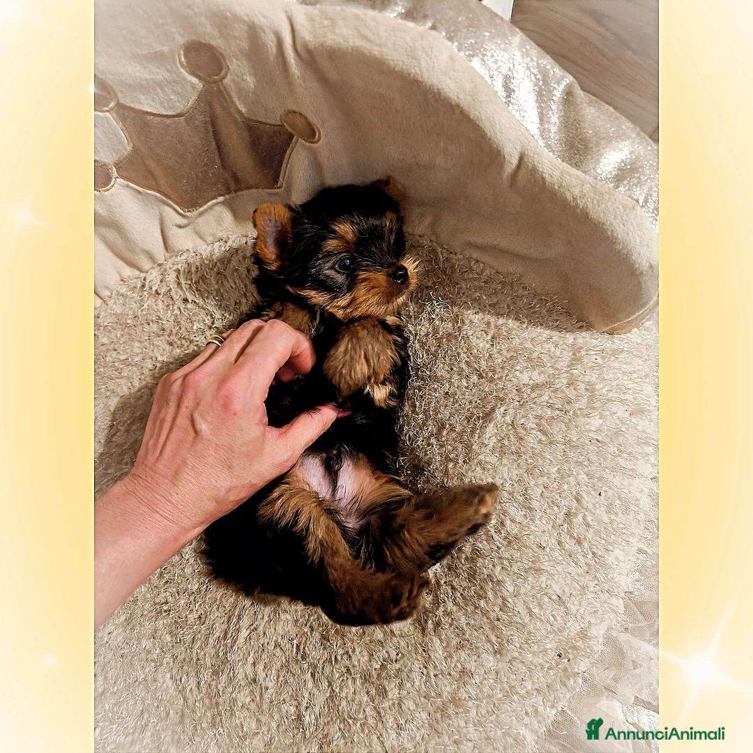 Yorkshire cani in vendita: Yorkshire terrier  - Annuncio 2