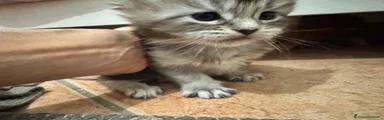 Maine Coon Gattino 3