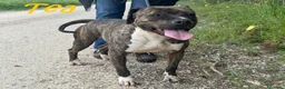 Pitbull cani in regalo: TEA un amore , buona a Provincia di Lucca - Annuncio 2